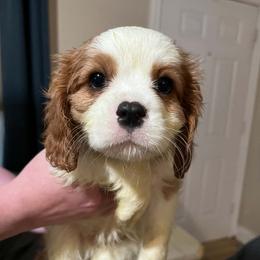 Boy 4 - Blenheim male Cavalier King Charles Spaniel puppy in Belding, Michigan from Miller Cavs and Pyrs