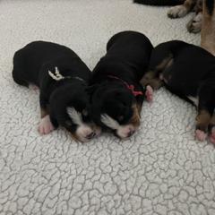 Entlebucher Mountain Dog puppies from Royal Peak Entlebuchers