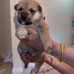 Girl 2 - Red female Shiba Inu puppy in Rohnert Park, California from Shiba Inn