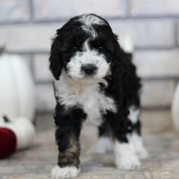 Aussiedoodle Puppies from Peachydoodlepups