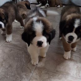 Saint Bernard Puppies from Sweet Carolina Saints