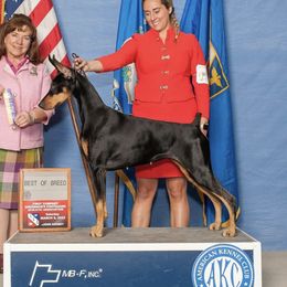 Stella - Doberman Pinscher