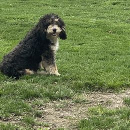 Polly - Bernedoodle