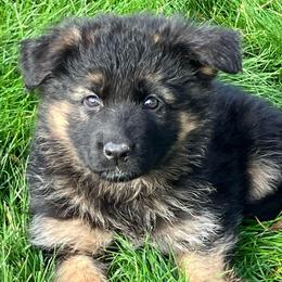 Snowflake - Black and tan female German Shepherd puppy in Walla Walla, Washington from Silver Knight Shepherds