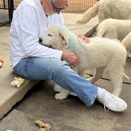 Jimmy - White male Maremma Sheepdog puppy in Kings County, California from Prancing Pony Farm Maremma Sheepdogs