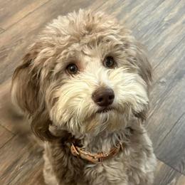 Denver - Goldendoodle