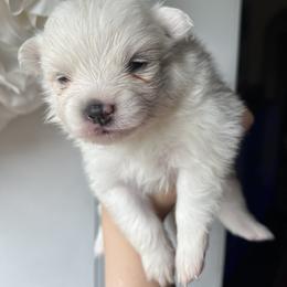 Lizzi - White female Pomeranian puppy in St. Louis, Missouri from Saint Louis Pomeranian babies