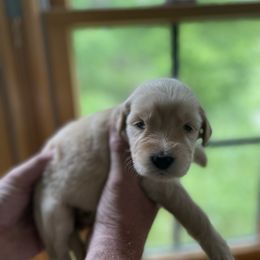 Goldendoodle Puppies from Island Doodles of Maine