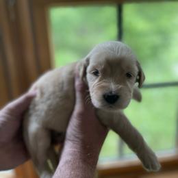 Goldendoodle Puppies from Island Doodles of Maine