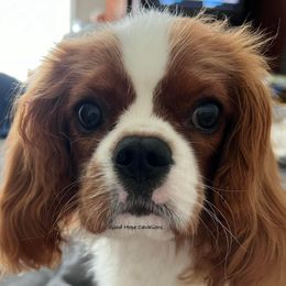 Cavalier King Charles Spaniel Puppies from Good Hope Cavaliers