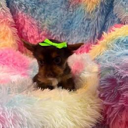 Tiny Boy 2 - Chocolate and tan male Yorkshire Terrier puppy in Milton, Florida from Sassenach Yorkie Kennels