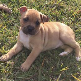 French Bulldog and Staffordshire Bull Terrier Puppies from Sincerity