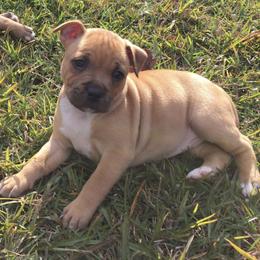 French Bulldog and Staffordshire Bull Terrier Puppies from Sincerity