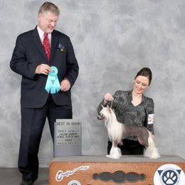 Electra - Chinese Crested
