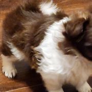Midwest Mini Nugget - Brown Mi-Ki puppy in Clearwater, Kansas from Midwest Mini Mi-kis