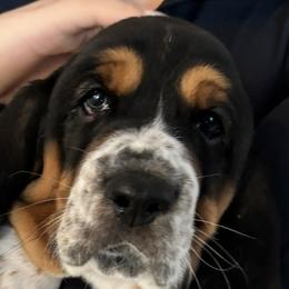 Basset Hounds from Seymour Hounds