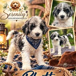 Rhett - Merle male Goldendoodle puppy in Sanderson, Florida from Serenity Goldendoodles