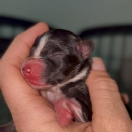 Naomi - Black tri female Miniature Australian Shepherd puppy in Arvada, Colorado from Lion and The Lamb Kennel