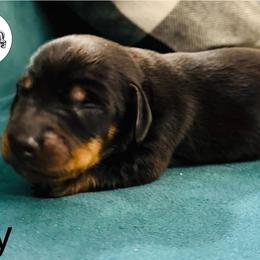 GREEN - Black and tan male Dachshund puppy in Dalhart, Texas from 806 Mini Doxies