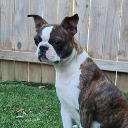 Nari - Boston Terrier