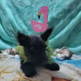 Bonnie - Black brindle female Scottish Terrier puppy in Pineview, Georgia from Carsten's Scottish Terriers
