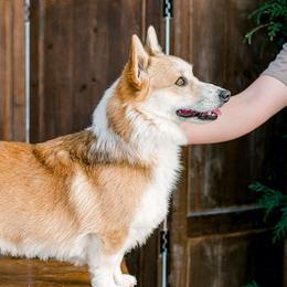 Max - Pembroke Welsh Corgi