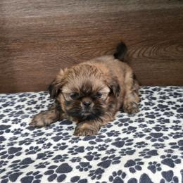 Min Boy - Sable male Shih Tzu puppy in Meadows Of Dan, Virginia from Walt’s Shih Tzus