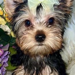 Maggie - Blue and gold female Yorkshire Terrier puppy in Darrington, Washington from Seven Cedars Yorkies