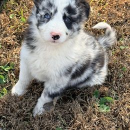 Veda - Blue merle female Border Collie puppy in Cedartown, Georgia from Ferguson Border Collies