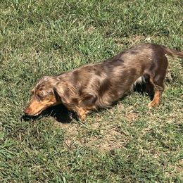 Bella - Dachshund