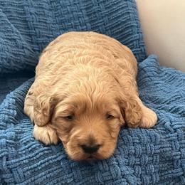 Midland - Apricot male Goldendoodle puppy in New Waverly, Texas from C.P. Puppy Buddies