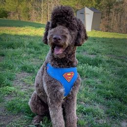 Teddy - Goldendoodle