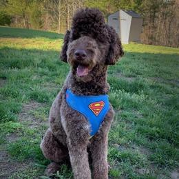Teddy - Goldendoodle