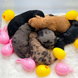 Cockapoo and Goldendoodle Puppies from My Forever Best Friend