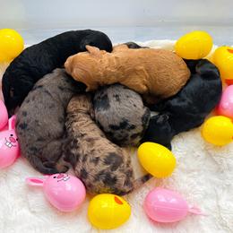 Cockapoo and Goldendoodle Puppies from My Forever Best Friend
