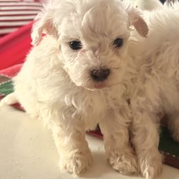 Yogi - White male Maltipoo puppy in Wendell, North Carolina from Teddys Teddy Bears