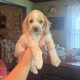 Brown Boy - Buff and white male Cocker Spaniel puppy in Alamo, Georgia from Little Creek Cocker Spaniels