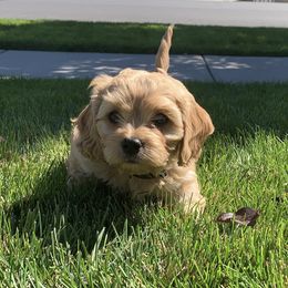 Cavachon, Cavalier King Charles Spaniel, and Cavapoo Puppies from Cavachon Love
