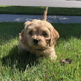 Cavachon, Cavalier King Charles Spaniel, and Cavapoo Puppies from Cavachon Love