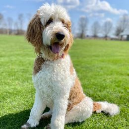 Goldendoodles from Doodles Pups of NY