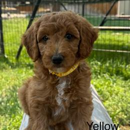 George - Red  male Goldendoodle puppy in Golden, Colorado from Golden Mesa Doodles
