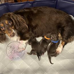 Dachshund puppies from EB's Cajun Lil' Doxies