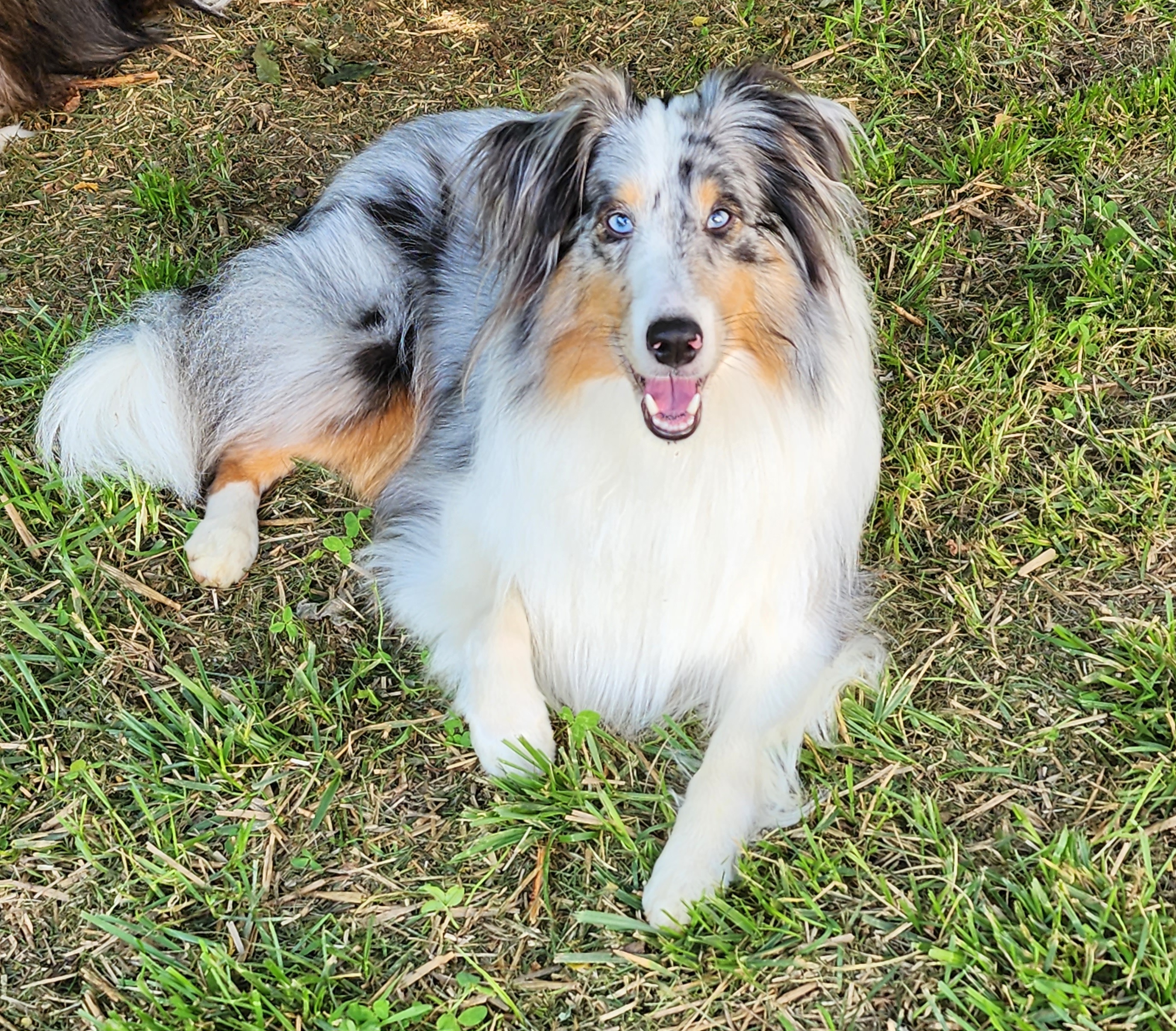 Willow - Shetland Sheepdog