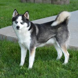 Dakota - Pomsky