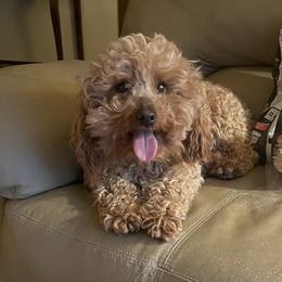 Rusty - Poodle