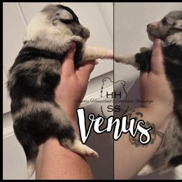 Venus - Blue merle and white female Shetland Sheepdog puppy in Lebanon, Tennessee from Henotic Homestead's Shetland Sheepdogs