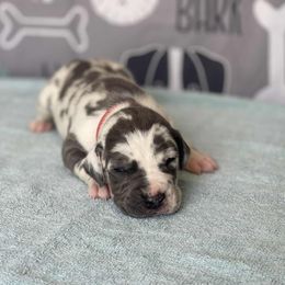 Zain - Harlequin male Great Dane puppy in Port Clinton, Ohio from LakeSide Danes