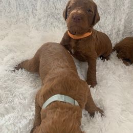 Poodle Puppies from CAStandardPoodles