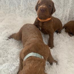 Poodle Puppies from CAStandardPoodles