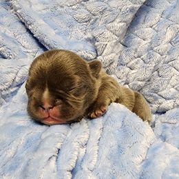 French Bulldog Puppies from Honey Hole Frenchies